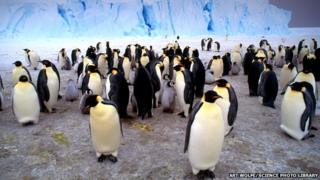 Emperor penguins