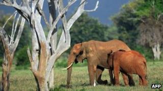 File photo: African elephant