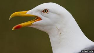 Lesser Black-backed Gull