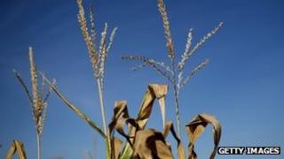 Corn plants on a farm in Iowa