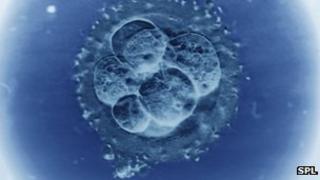 Embryo