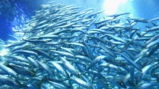 fish