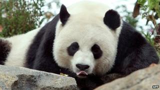 Mei Xiang, at the National Zoo in Washington DC (file photo)
