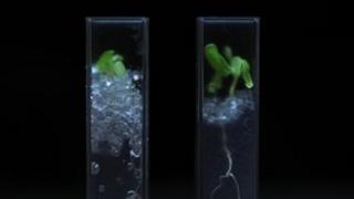See through soil