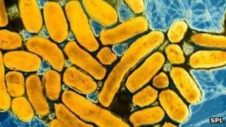 Salmonella bacteria