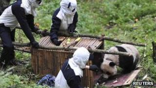 Researchers in panda suits waiting for giant panda Taotao to get into a cage, Sichuan province, 7 October 2012