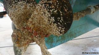 Marine life attached to a propeller