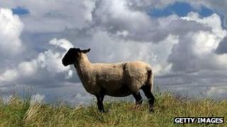 A sheep
