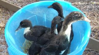 The ducks