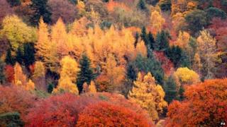 Borders trees
