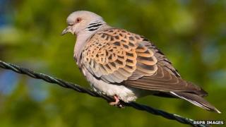 Turtle Dove