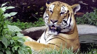 Tiger in Kathmandu zoo