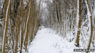 Sheep Path Wood, Stinchcome Hill by John Wilkes
