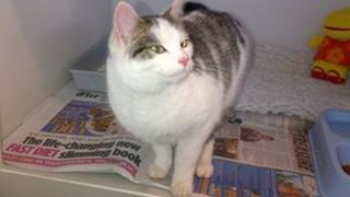 Brook the cat