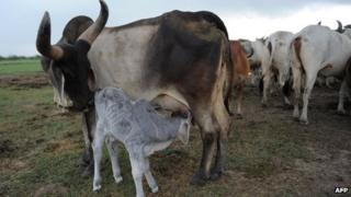Indian cows