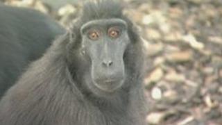 Sulawesi crested macaque