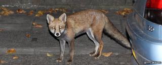 Fox beside a parked car