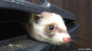 Ferret found in wheelie bin in Waterbeach, Cambridgeshire