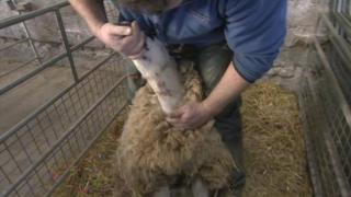 Farmer Keith Harrison shows bite marks on the neck of one of his ewes