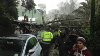 A car crushed by a tree in Guernsey