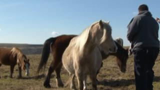 Horses being fed