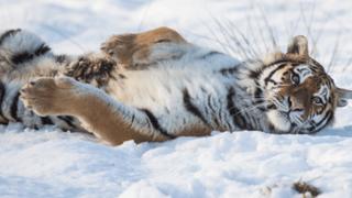 Amur tiger at Knowsley Safari Park