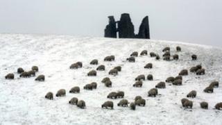 Sheep in the Borders, mid-March