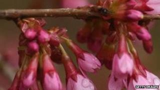 cherry blossom