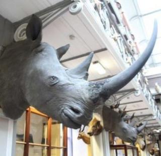 Photo issued by the National Museum of Ireland of the four stolen rhinoceros heads