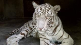 White tigress owned by Idrees Ahmed