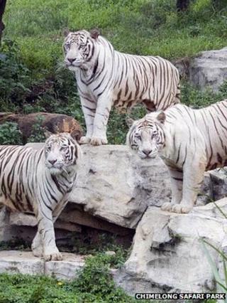 White tiger's coat down to one change in a gene - BBC News