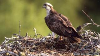 Osprey