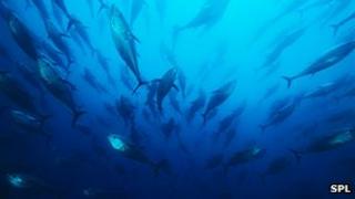 Bluefin tuna
