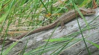 viviparous lizard
