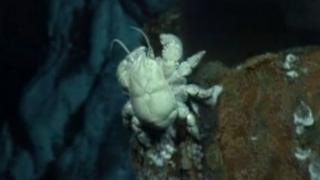 Hoff crab