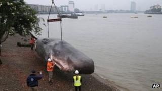 Beached whale art