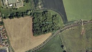 Lay Wood, near Devizes