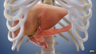 Liver