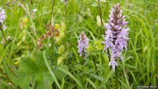 Some of the orchids
