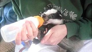 Badger cub being bottle fed by staff at Oak and Furrows Wildlife Rescue Centre