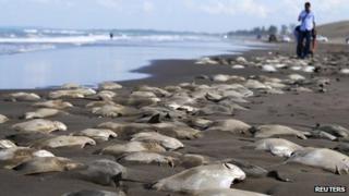 Dead stingrays on a beach near the Mexican town of Ursulo Galvan on 16 July 2013