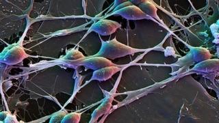 Neurons