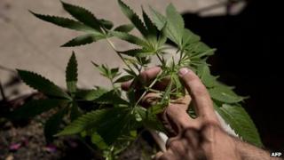 A man shows a cannabis sativa plant in Montevideo on 7 December, 2012.