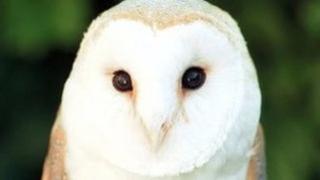 Barn owl