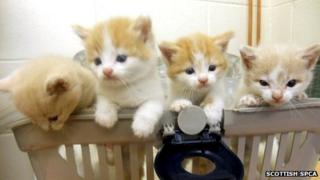 Kittens