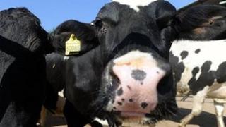 Cattle
