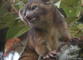 Olinguito