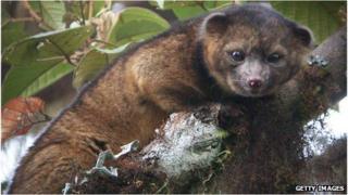 Olinguito