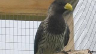 Western grey plantain eater