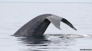 whale